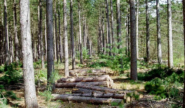 so sánh gỗ cao su và gỗ thông