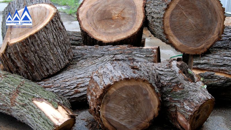 Gỗ óc chó tròn trước khi xử lý có phần tâm màu nâu sậm và dác gỗ nâu nhạt