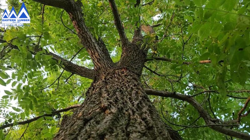 Hình ảnh cây gỗ óc chó trưởng thành