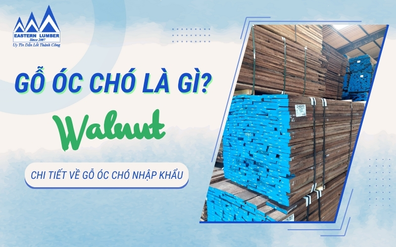 Gỗ óc chó Walnut là gì? Ưu nhược điểm và tính ứng dụng trong đời sống