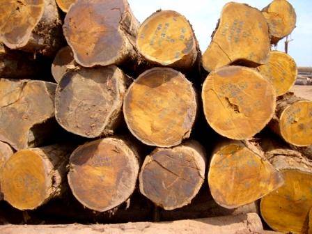gỗ nhập khẩu từ nam phi
