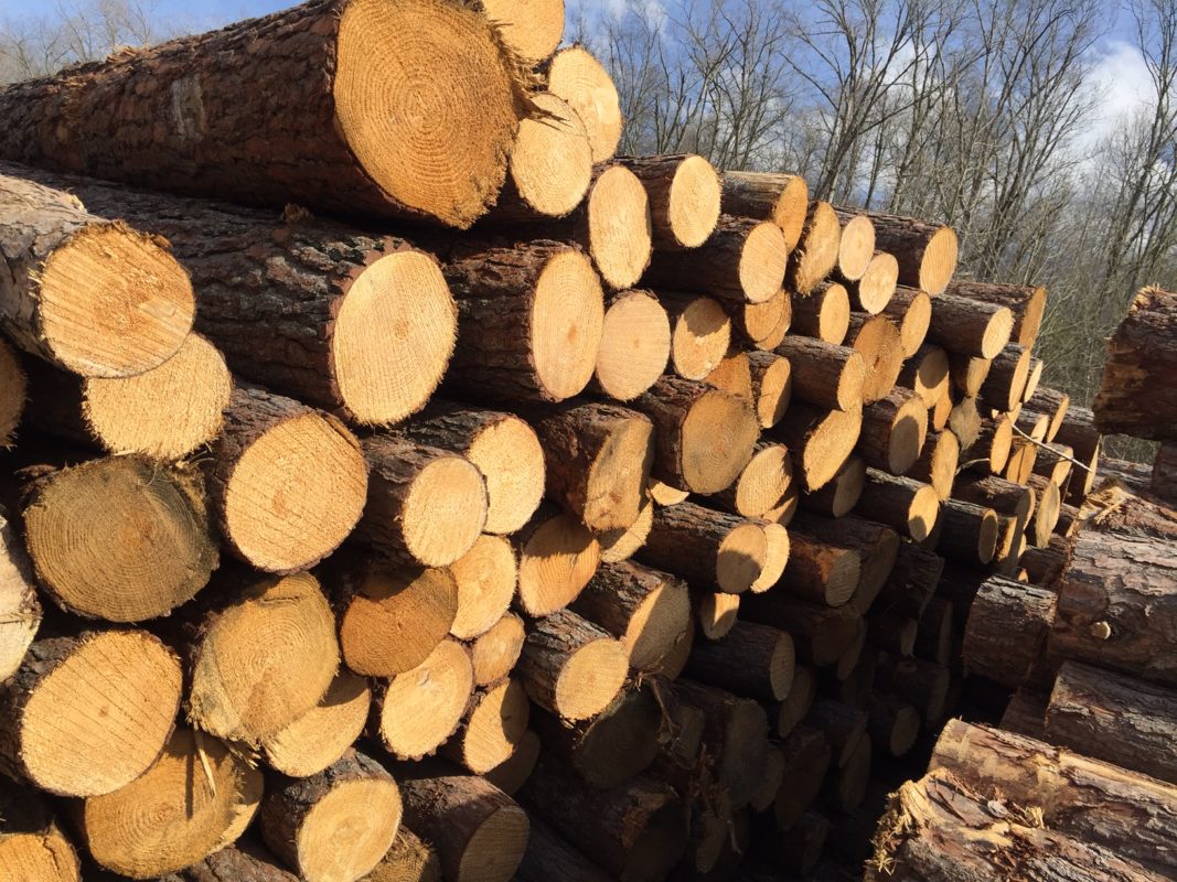 gỗ thông nhập khẩu giá rẻ