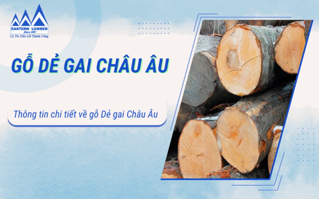 Gỗ Dẻ gai Châu Âu là gỗ gì? Thông tin chi tiết về gỗ Dẻ gai Châu Âu nhập khẩu