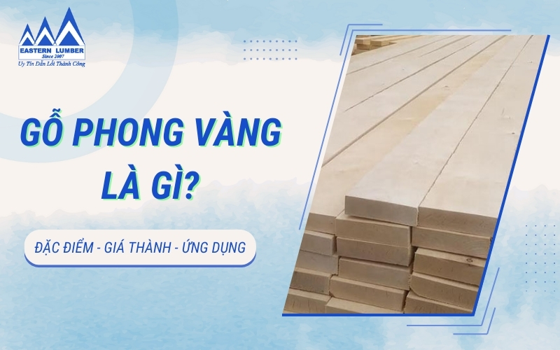 Gỗ Phong Vàng là gì? Chi tiết về đặc điểm, giá thành, ứng dụng