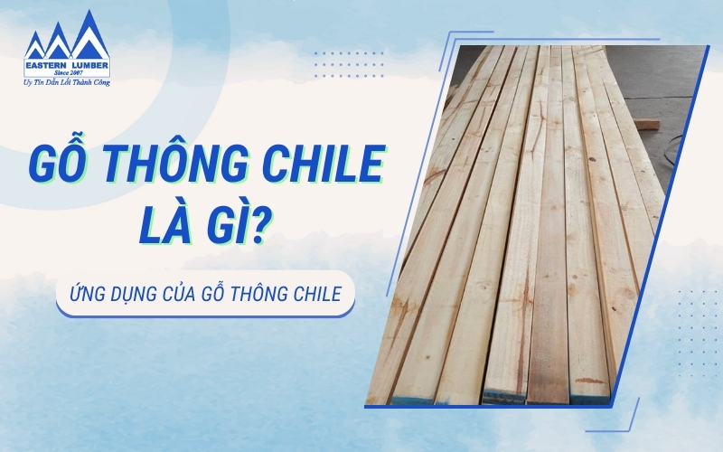 Gỗ thông Chile là gì? 5 ứng dụng hàng đầu cho không gian nội thất