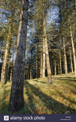 monterey pine pinus radiata aitzkorri natural park guipuzcoa basque country spain X0G99X