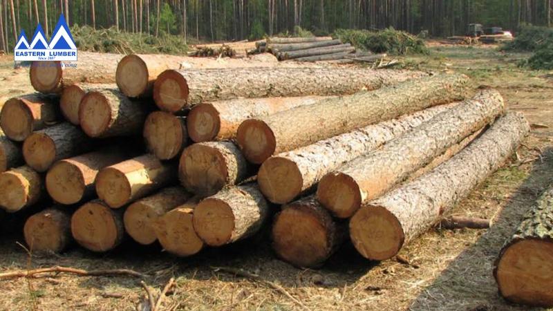 Thông Radiata chiếm tỷ trọng lớn trong sản lượng gỗ ở Chile