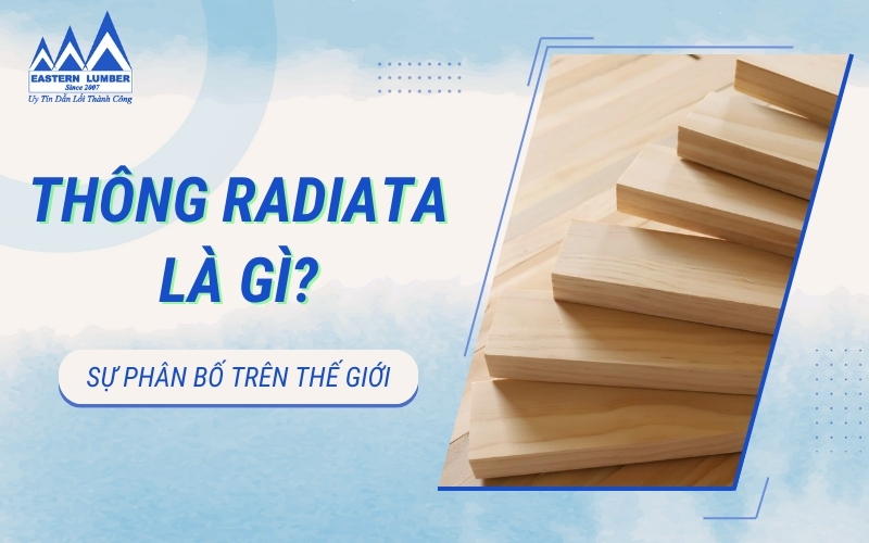 Thông Radiata là gì? Sự phân bố của thông Radiata trên thế giới