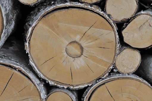 Gỗ birch nhập khẩu – Nguồn gốc, đặc điểm và ứng dụng của loại gỗ này.