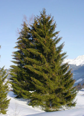 Spruce là cây gì