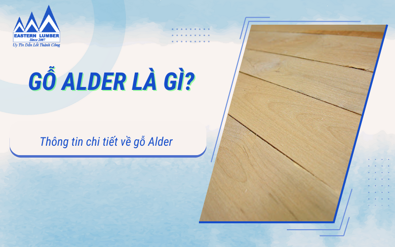Gỗ Alder là gỗ gì? Thông tin chi tiết về Gỗ Alder nhập khẩu