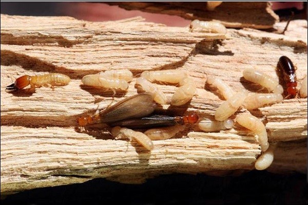 cách diệt mối mọt gỗ