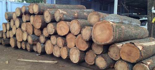 US White Oak logs