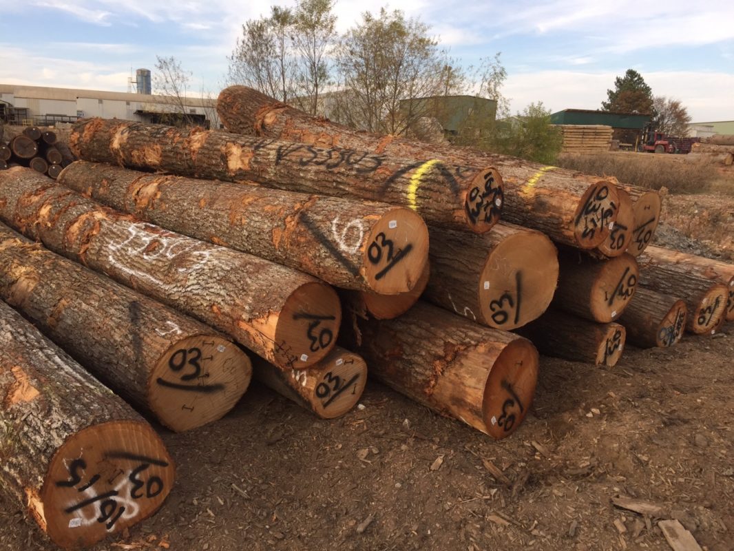 US Red Oak logs