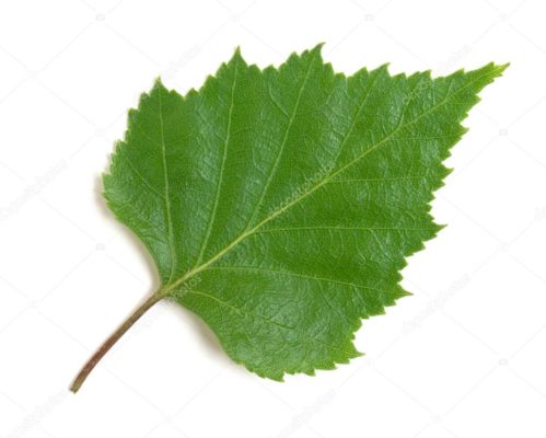 depositphotos 23124928 stock photo birch leaf on a white