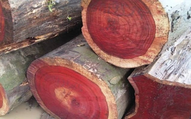 Các loại gỗ nhập khẩu
