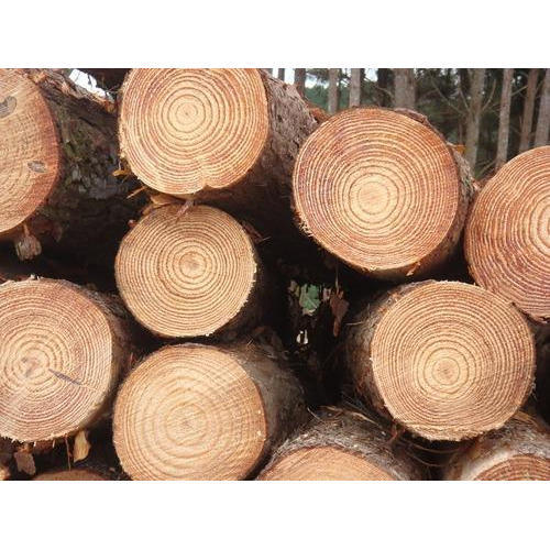 new zealand pine wood log 500x500 1