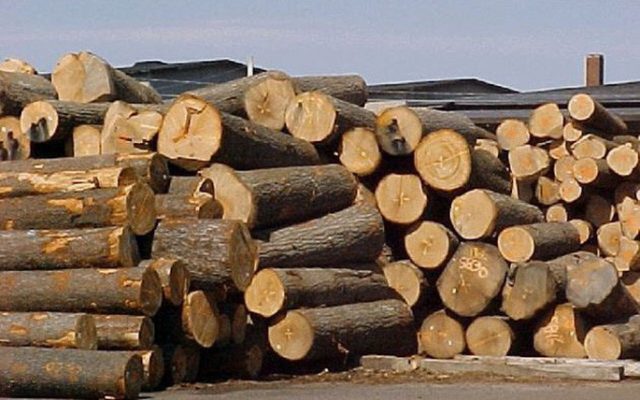 nhập khẩu gỗ tự nhiên