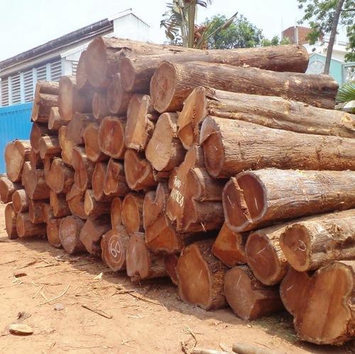 Giá gỗ Lim Việt Nam
