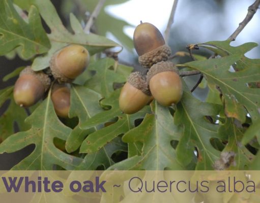 Health benefits of White Oak