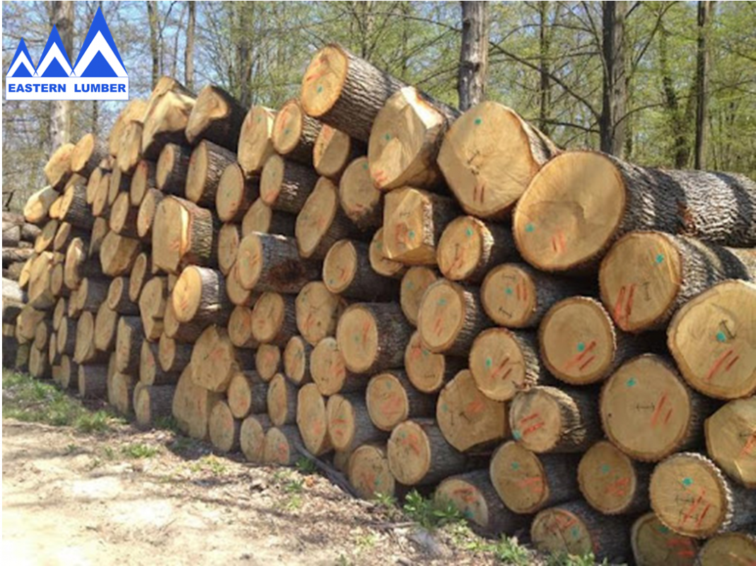 gỗ sồi Âu