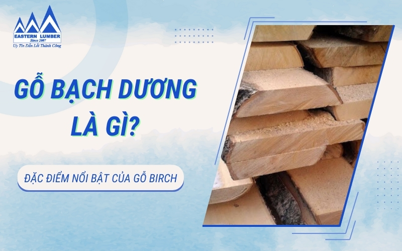 Gỗ Bạch Dương là gì? Đặc điểm nổi bật của gỗ Bạch Dương