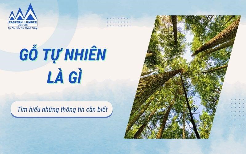 Gỗ tự nhiên là gì? Ưu nhược điểm và những ứng dụng của gỗ tự nhiên.