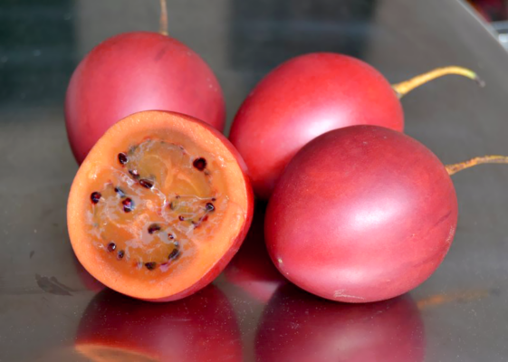 Cà chua thân gỗ có giá đắt đỏ lên đến 1tr đồng/kg