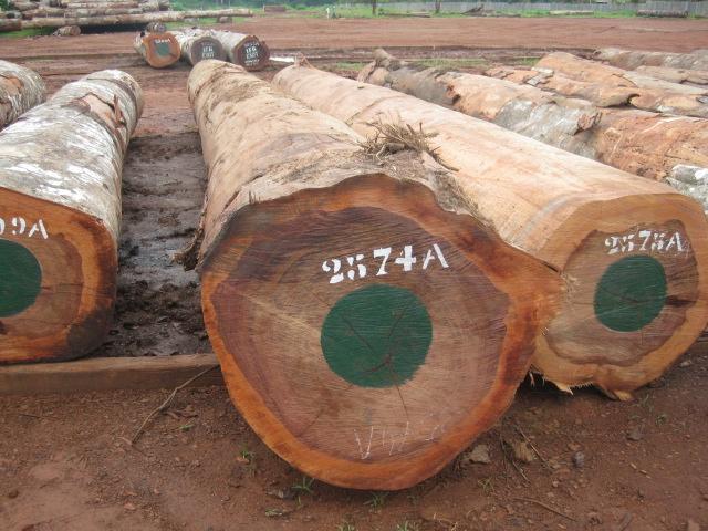 Bubinga Log | African Wood