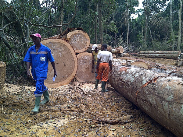 Okoume | African Logs