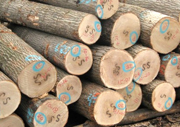 White Oak Log | Us Logs