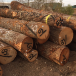 Gỗ Sồi Đỏ Tròn Nhập Khẩu - Gỗ Phương Đông
