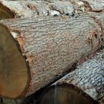 Gỗ Sồi Trắng Tròn Châu Âu - Gỗ Phương Đông