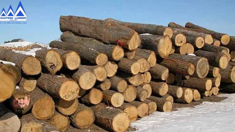 Gỗ Sồi Trắng Tròn Hoa Kỳ – Gỗ Phương Đông