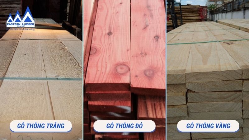 Các loại gỗ thông