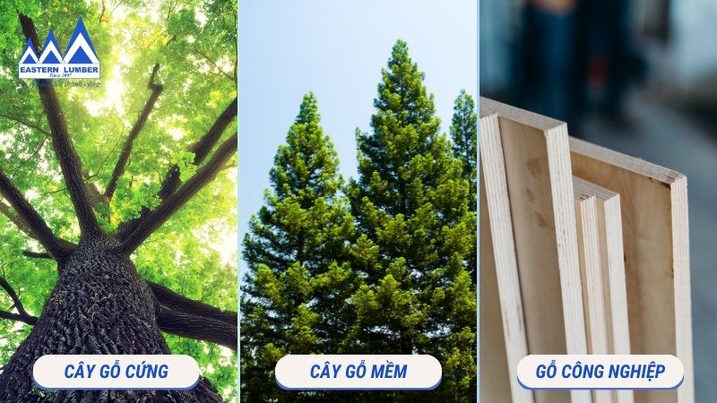 Các loại gỗ hiện nay