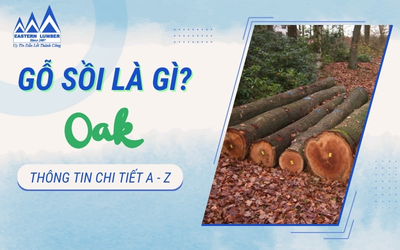 Gỗ sồi là gỗ gì? Nguồn gốc, phân loại gỗ sồi hiện nay