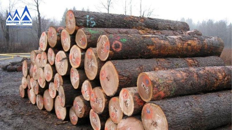 Gỗ sồi Mỹ nhập khẩu từ Mỹ