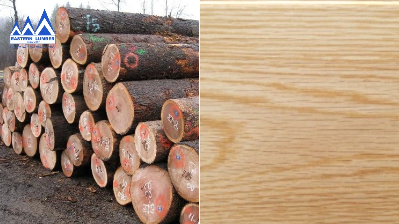 Gỗ sồi tròn cứng cáp và đường vân đẹp