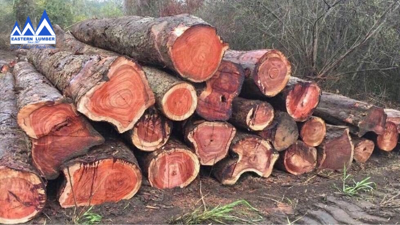 Cây tròn gỗ hương đỏ với màu đỏ và vân gỗ nổi bật