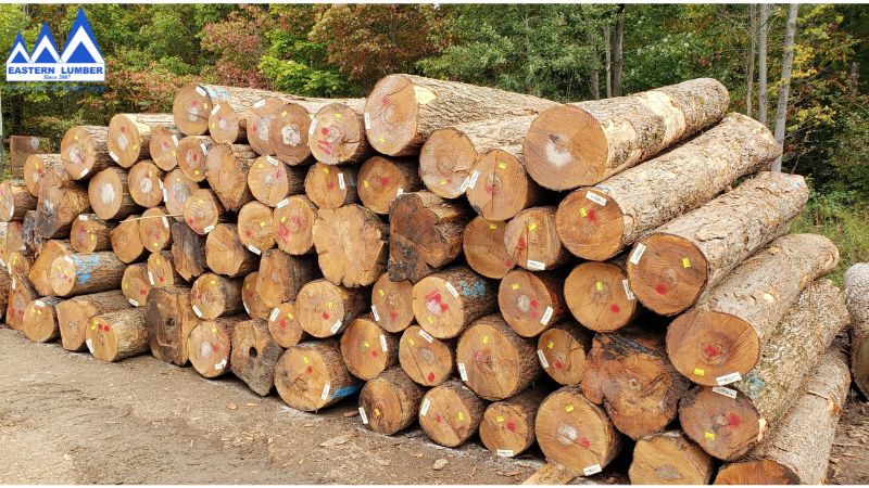 Gỗ Thích Cứng - Hard Maple với độ chịu lực cao