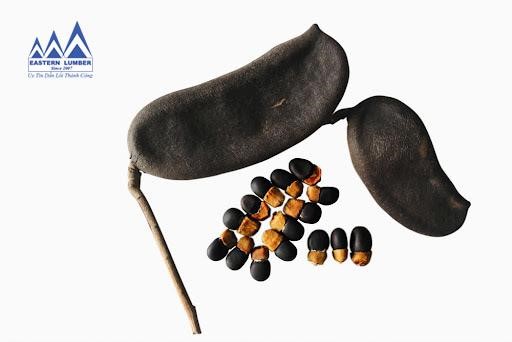 chọn lựa hạt giống