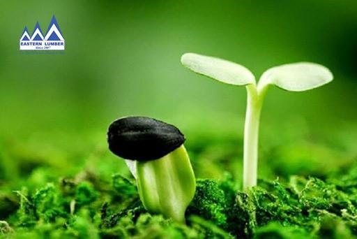 Một số yếu tổ ảnh hưởng đến phát triển cây con
